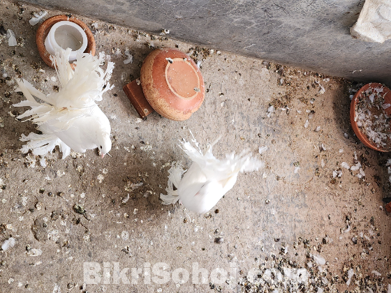 লাহোরি অরিজিনাল লক্ষা